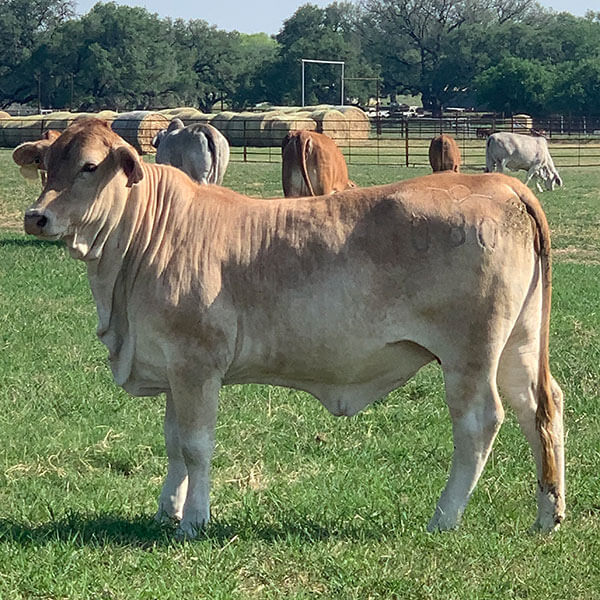 About Us – Flying Diamond Ranch – Brahman and