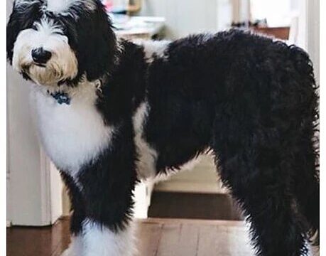 and Cons, Facts, Price – SheepaDoodle