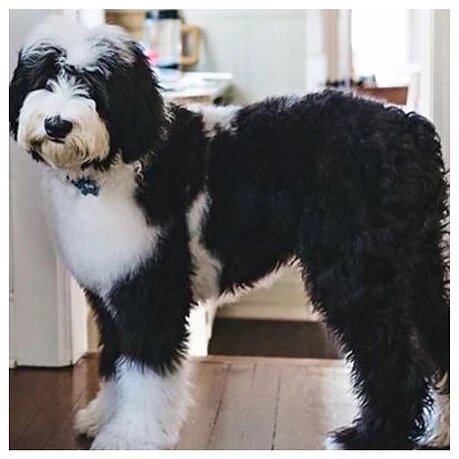 and Cons, Facts, Price – SheepaDoodle