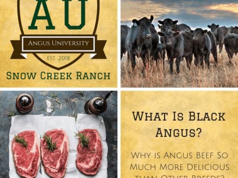 Beef   Associations –