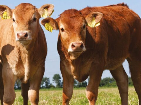 Beef Shorthorn: a  made for crossbreeding! – Farmer’s Weekly