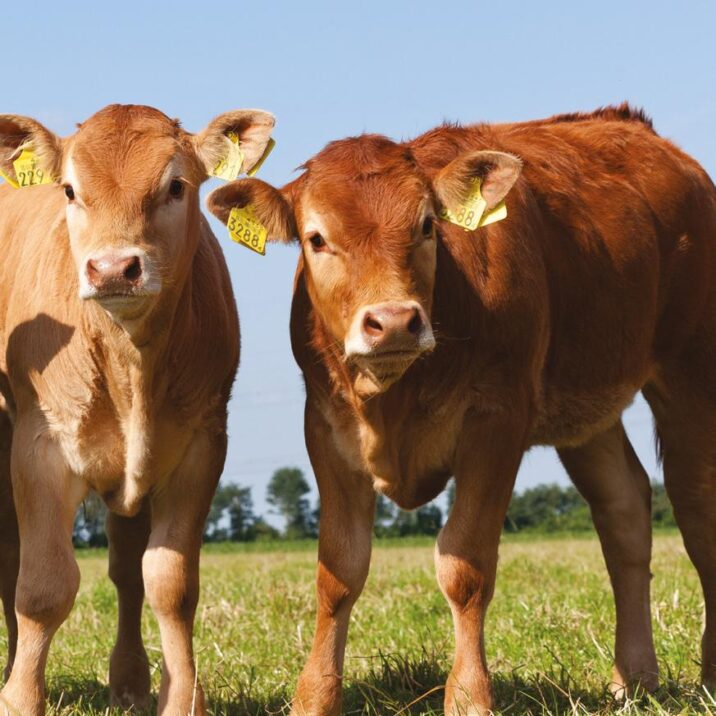 Beef Shorthorn: a  made for crossbreeding! – Farmer’s Weekly