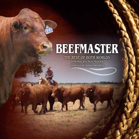 Beefmaster Breeders United
