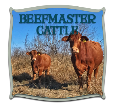 Casey Beefmasters : The Finest of the Beefmaster Breed Since …