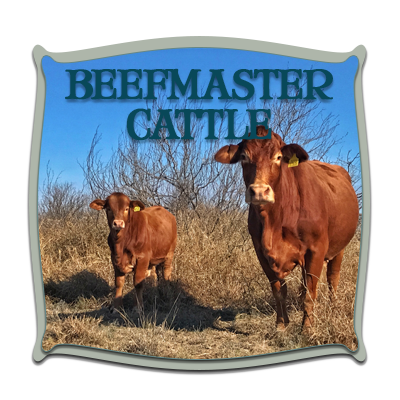 Casey Beefmasters : The Finest of the Beefmaster Breed Since …