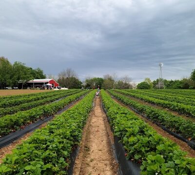 Chastain Farms   in Rogers AR