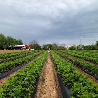 Chastain Farms   in Rogers AR