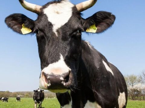 |  – , Cow …