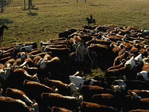 |  – , Cow & Ranching Community