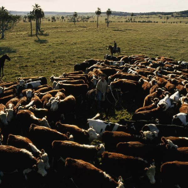 |  – , Cow & Ranching Community