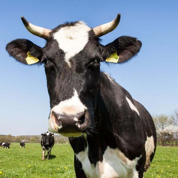 |  – , Cow …