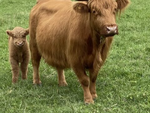 Cows for Sale |  USA