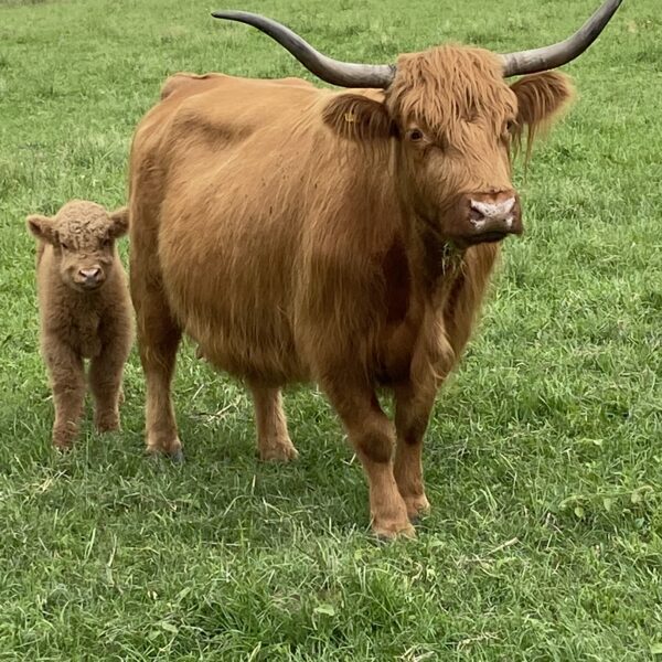 Cows for Sale |  USA