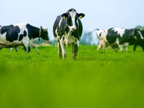 Crossing  with EU Dairy Cows? Expediting European …
