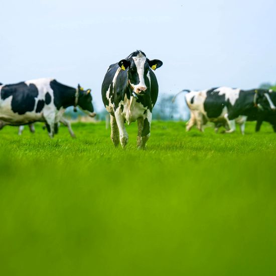 Crossing  with EU Dairy Cows? Expediting European …