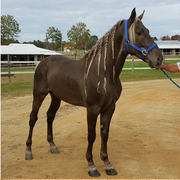 Friesians for Sale | Rolling Hills Ranch SC Friesian Horses