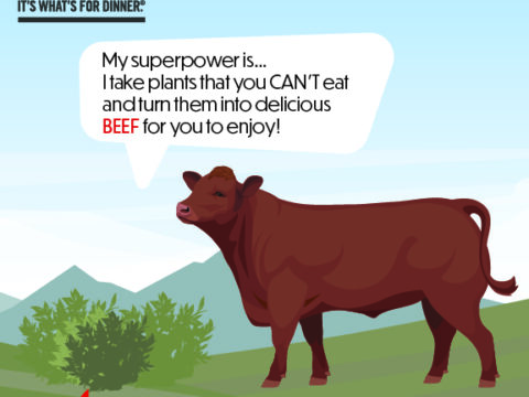 : Guide, Info & Facts – CowCaretaker