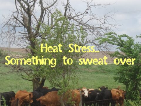Heat Tolerance |  – , Cow & Ranching …