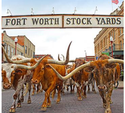 Herd – Texas …