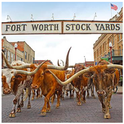 Herd – Texas …