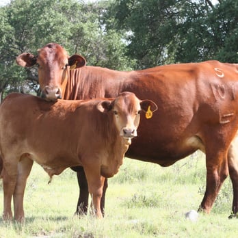 Isa : Bulls,  for Sale from The Lasater …