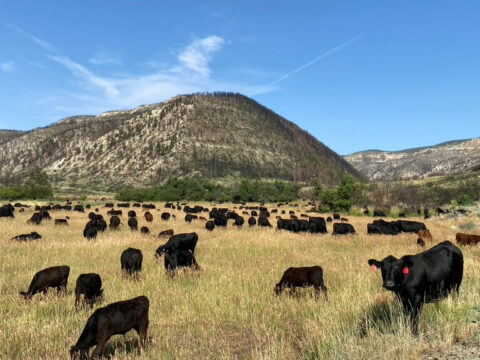 Mountain View Ranch | Beefmaster Cattle