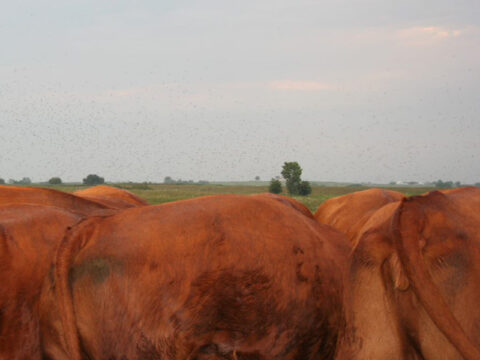 Oklahoma State Builds  Research Herd