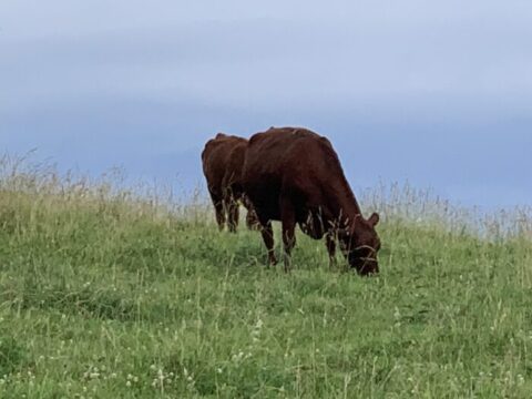 Red Polled ,