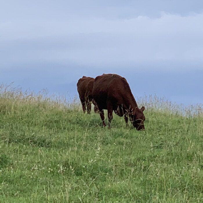 Red Polled ,