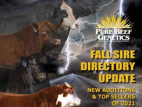 The Banner 2018 –  Seedstock Directory – Issuu