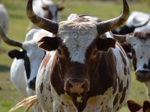 : The Fertile Cow – Ranchlands