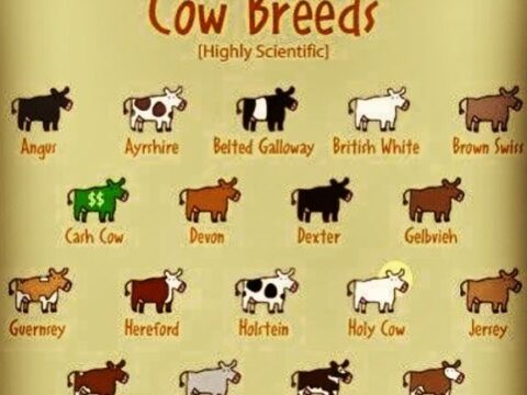 Understanding the Different Types of  Cows