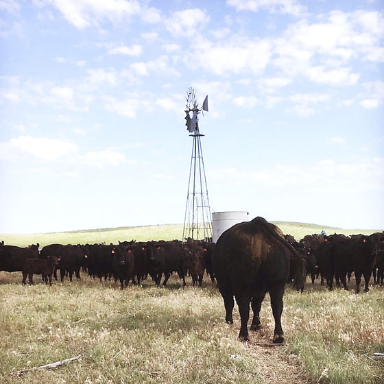Wallen Prairie Ranch – , , Bulls, Heifers